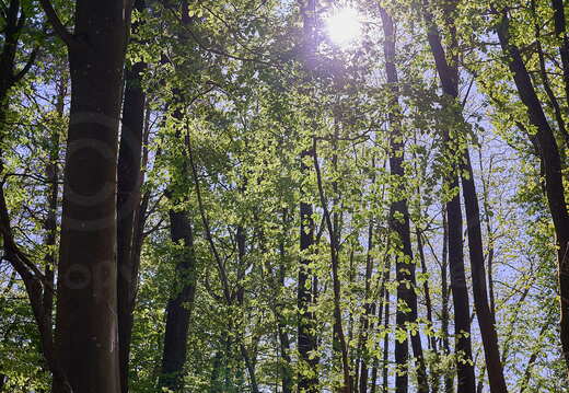 .Wandern Burgenweg